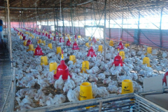 CSR_BIB_Chicken_farm